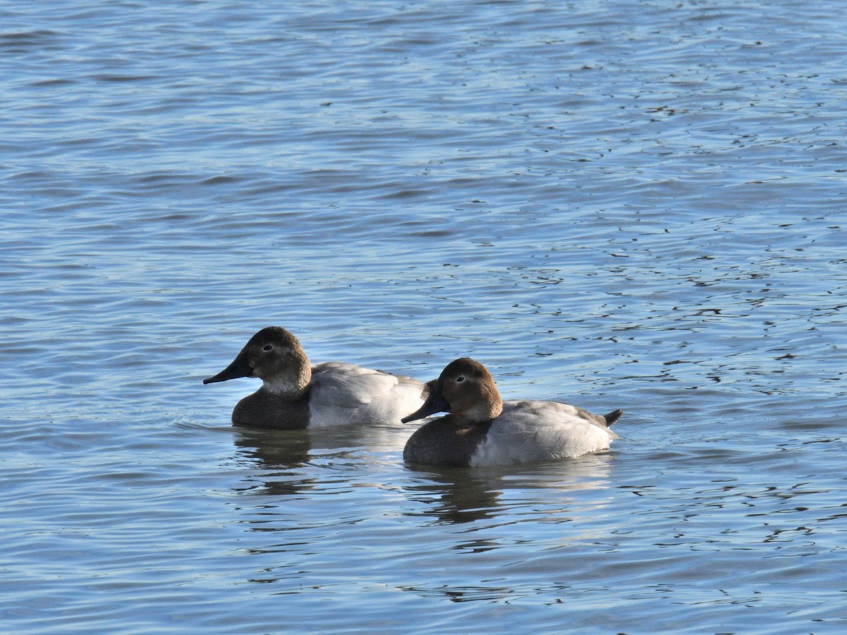 Murgilari bizkarzuria - ML645811890