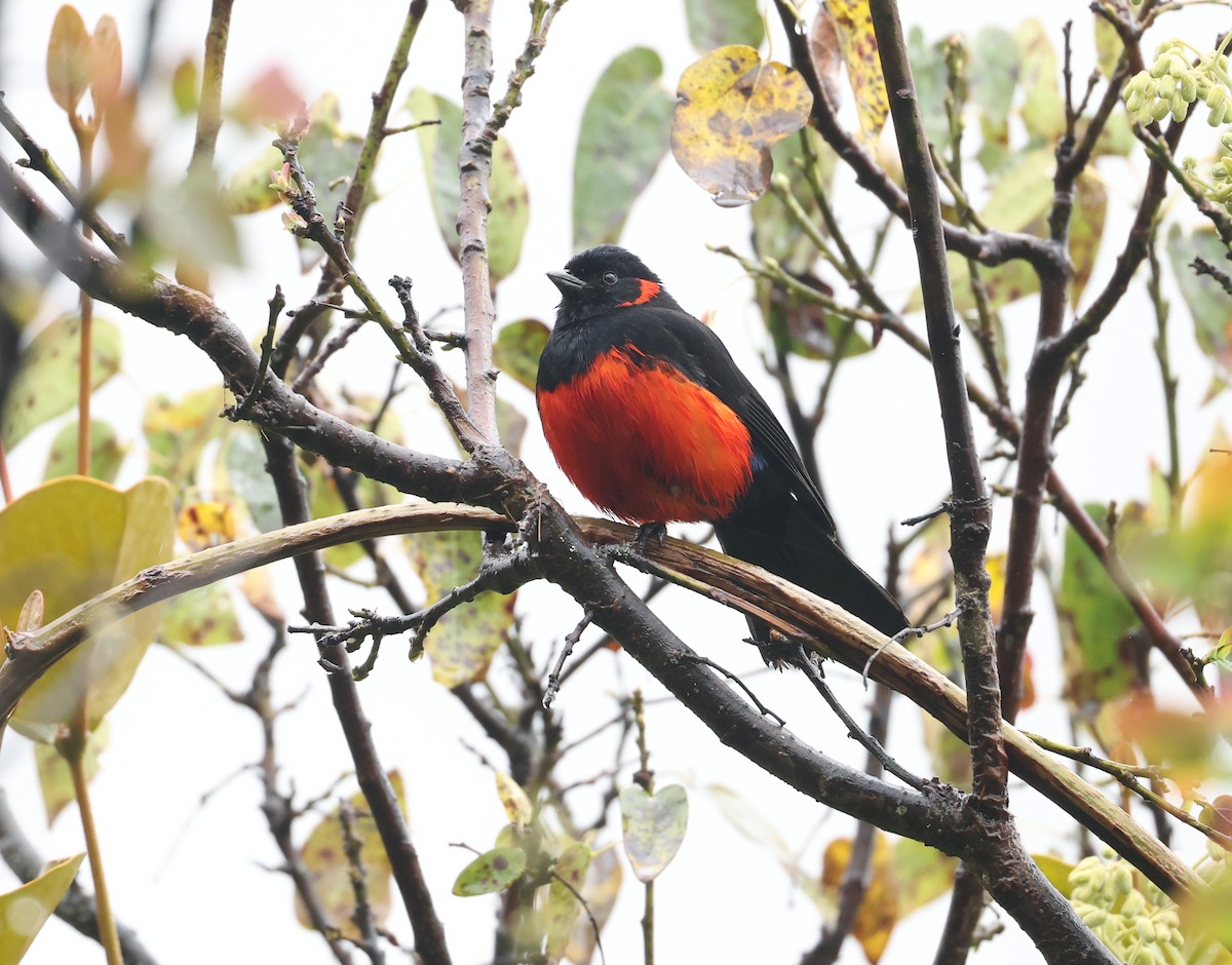Scarlet-bellied Mountain Tanager - ML645811895