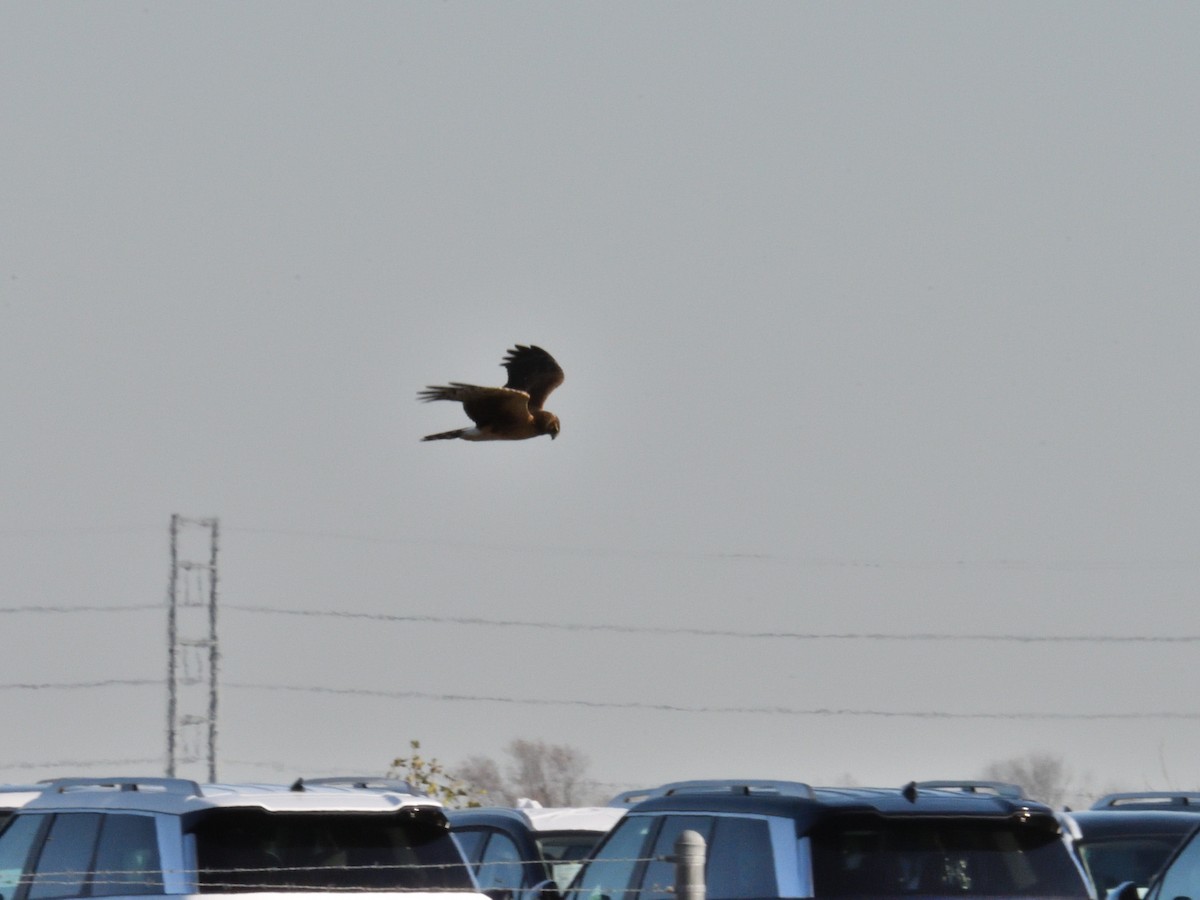 Northern Harrier - ML645811904