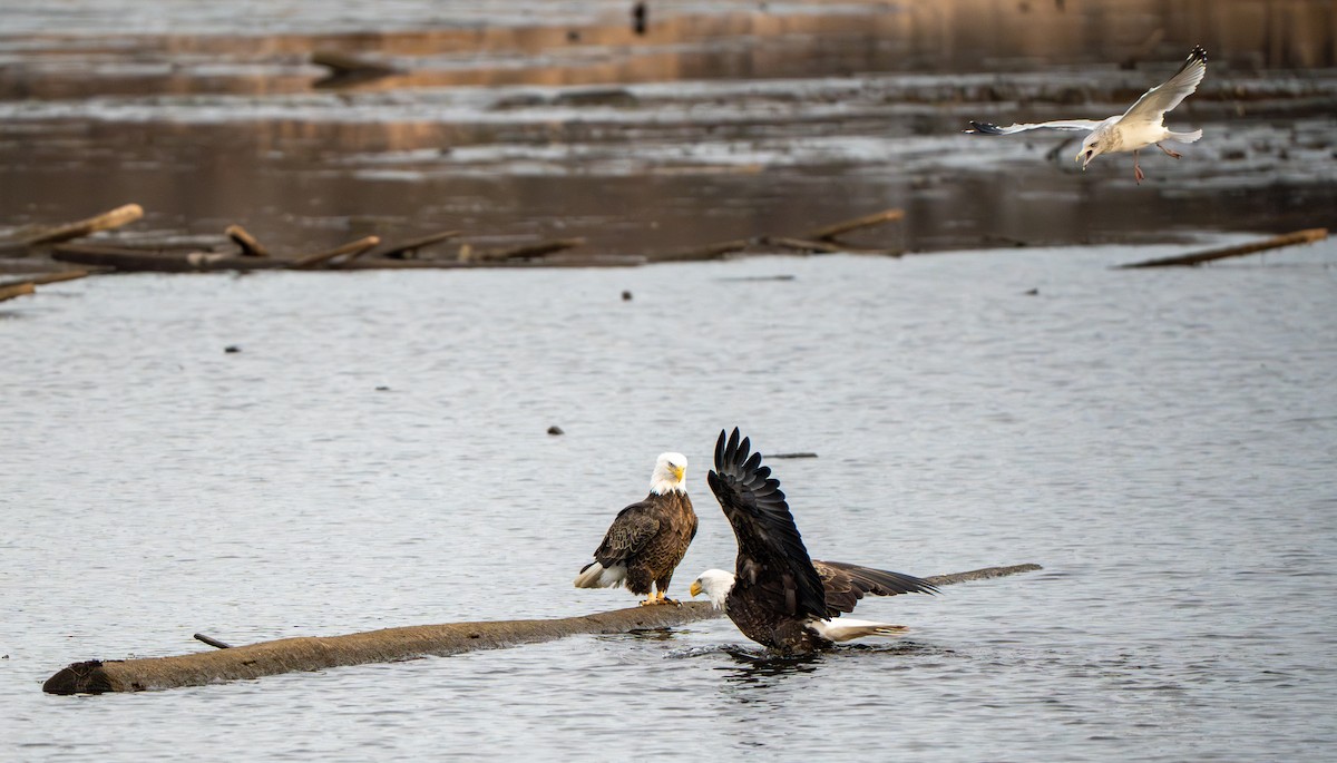 Bald Eagle - ML645811909