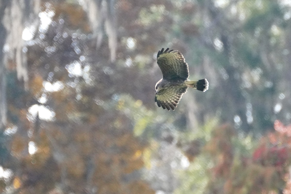 Snail Kite - ML645811910