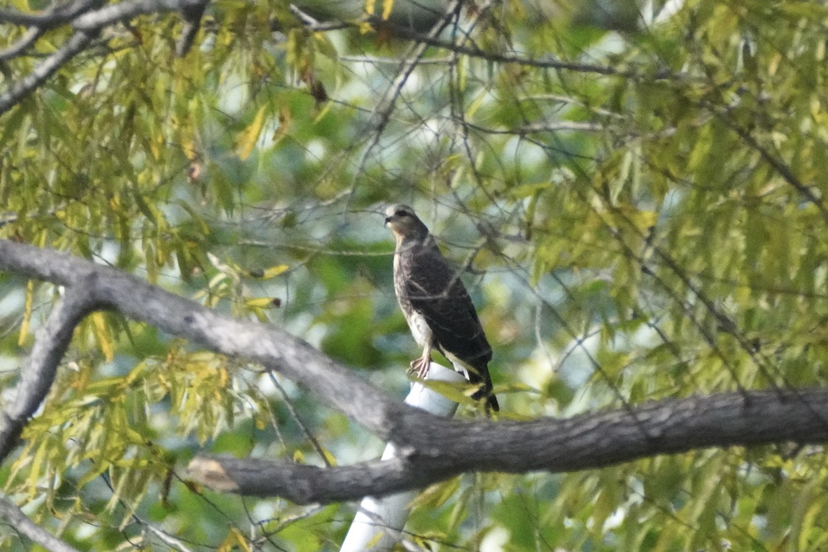 Snail Kite - ML645811911