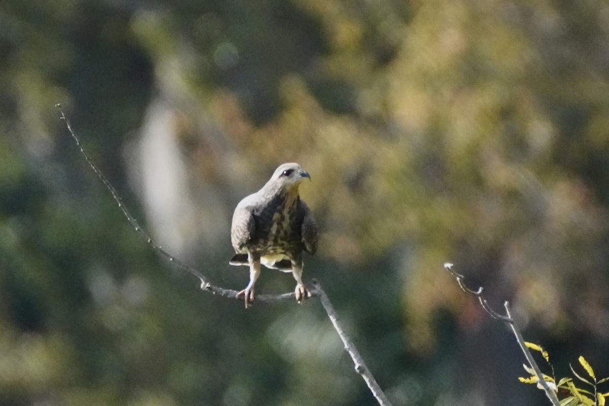 Snail Kite - ML645811912
