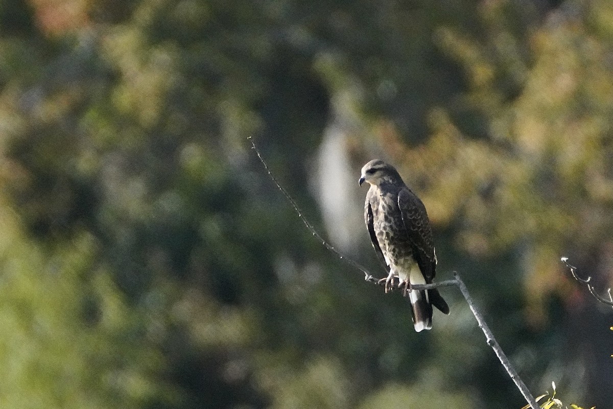 Snail Kite - ML645811913