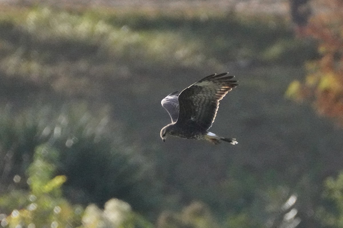 Snail Kite - ML645811914