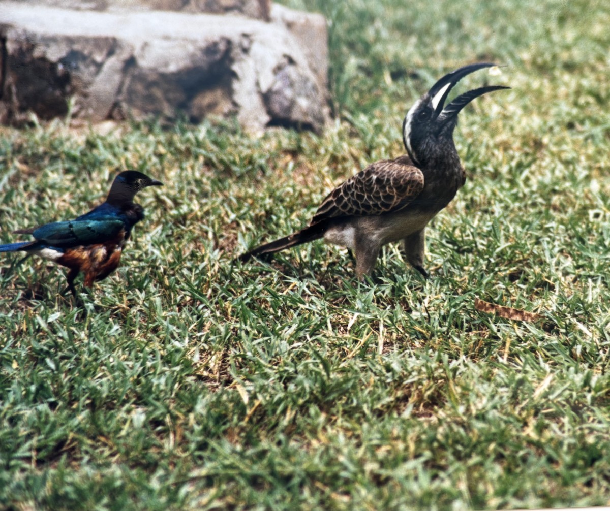 African Gray Hornbill - ML645811915