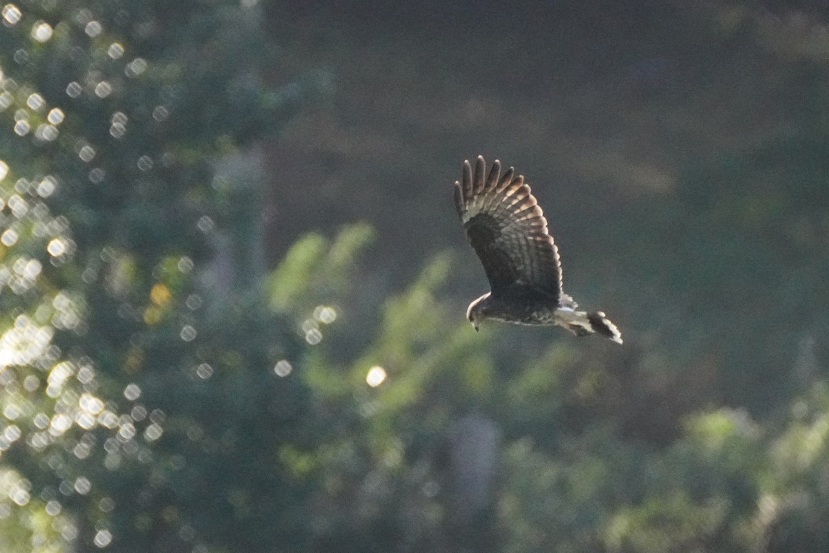 Snail Kite - ML645811916