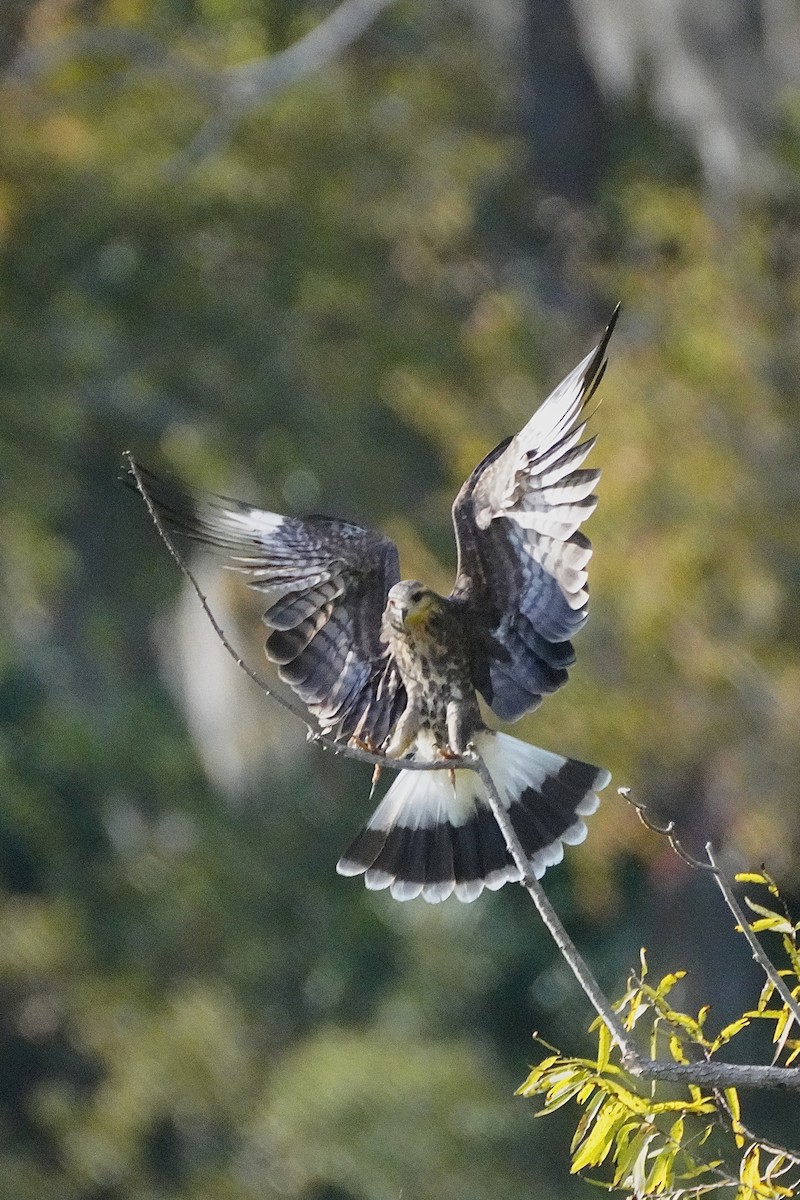 Snail Kite - ML645811917