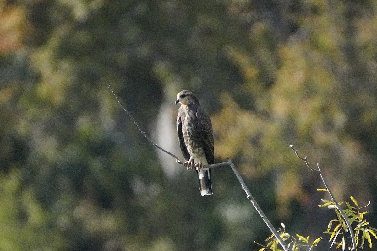 Snail Kite - ML645811918