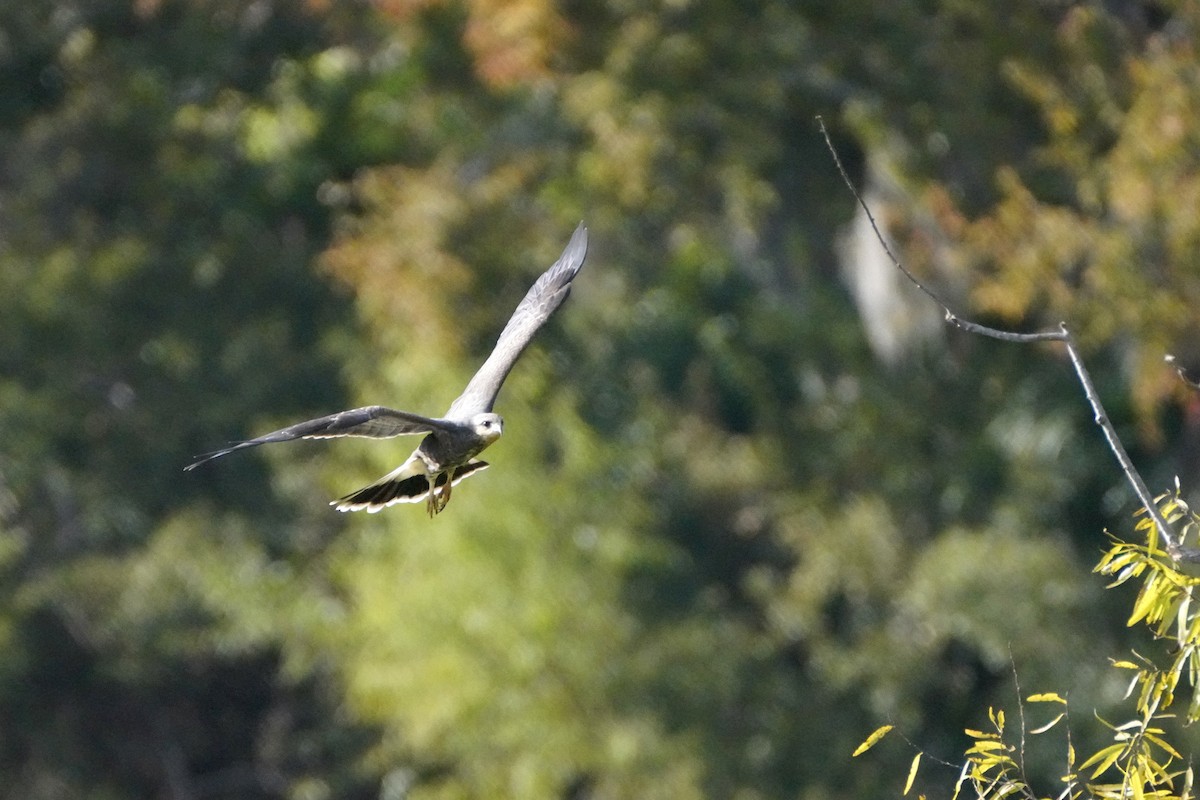 Snail Kite - ML645811919