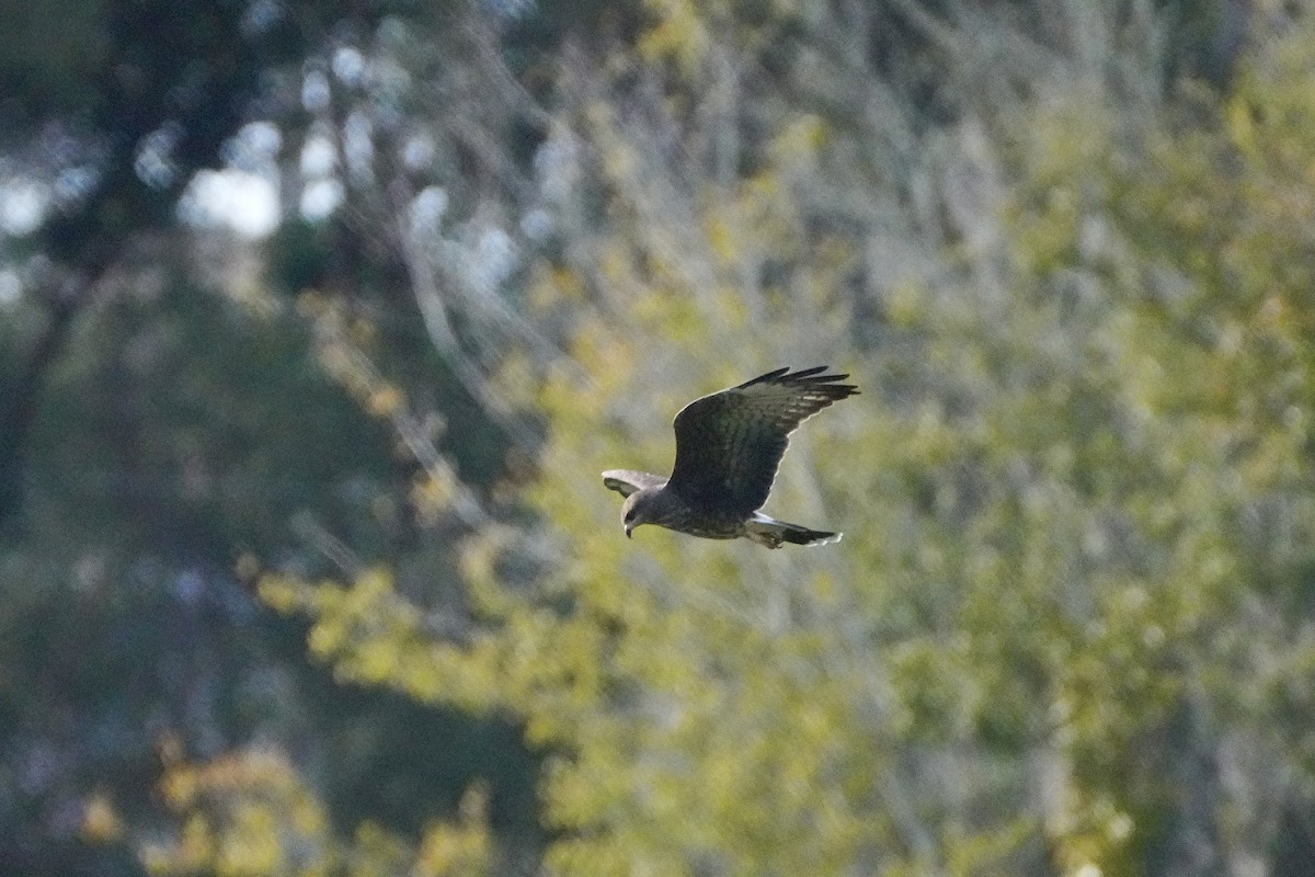 Snail Kite - ML645811920