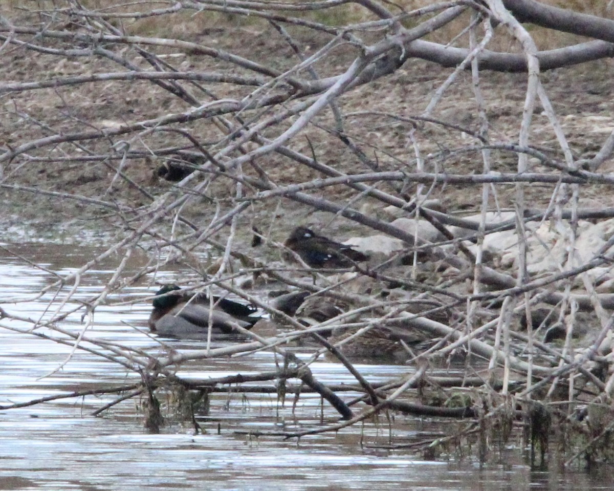 Wood Duck - ML645811922