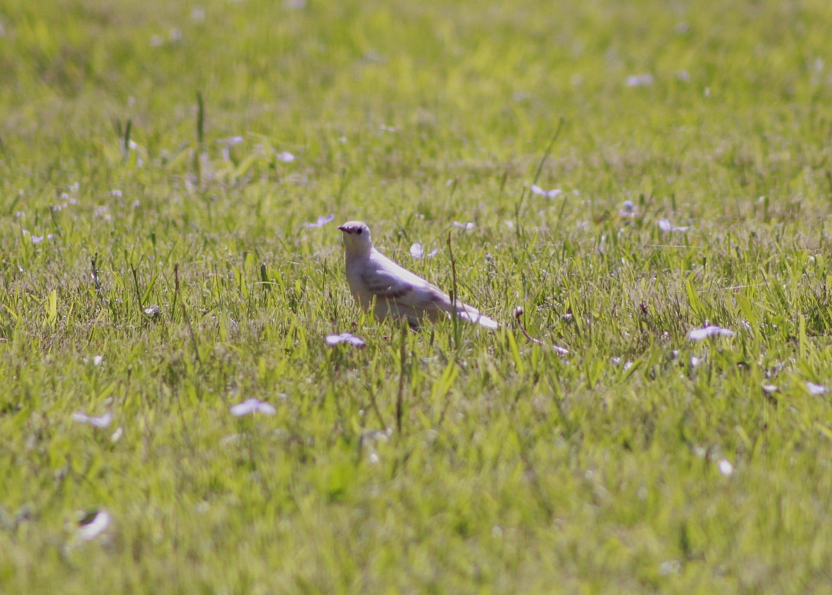 European Starling - ML645811939