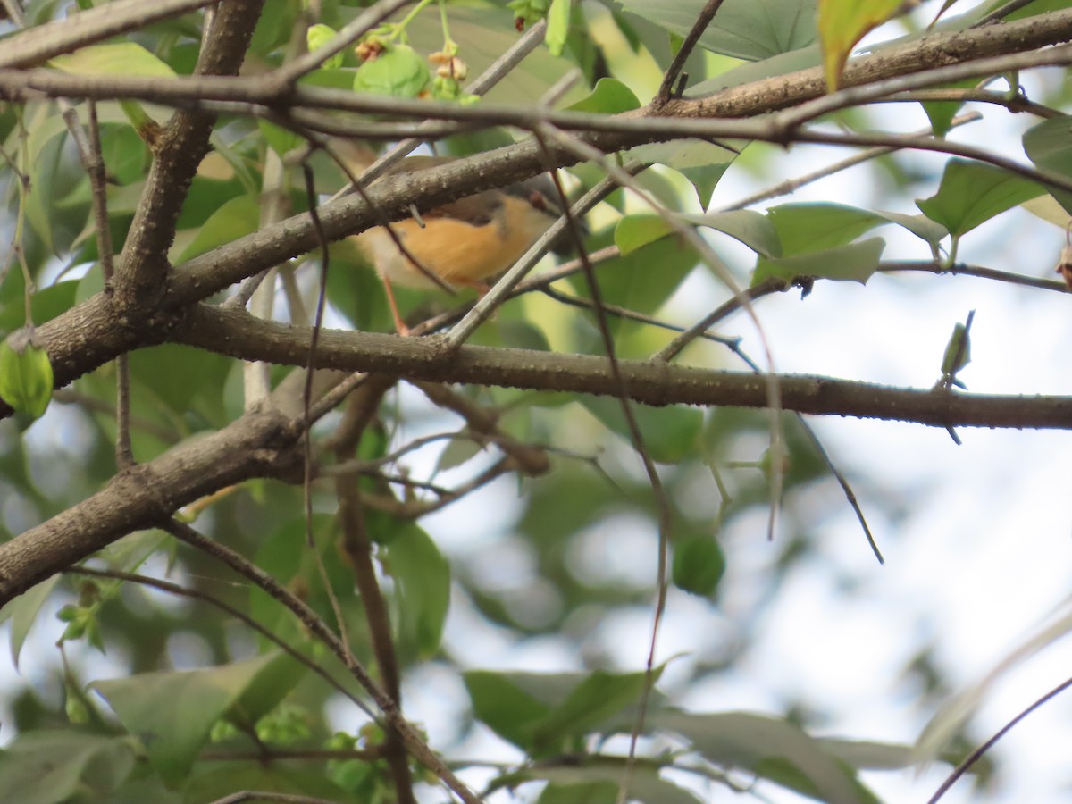 Ashy Prinia - ML645811940
