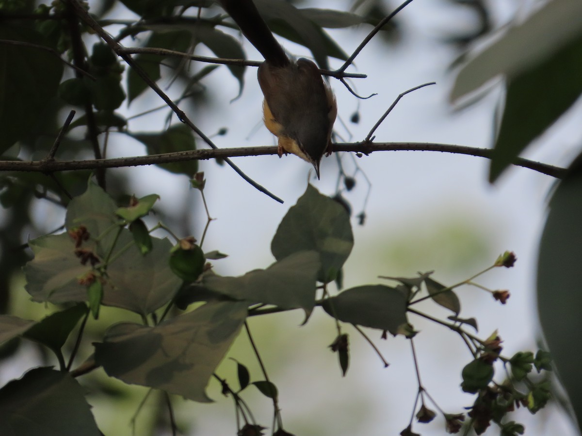 Ashy Prinia - ML645811941