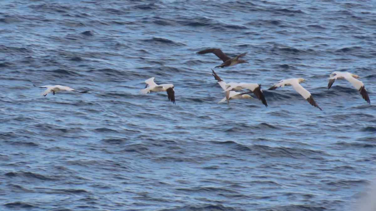 Northern Gannet - ML645811946