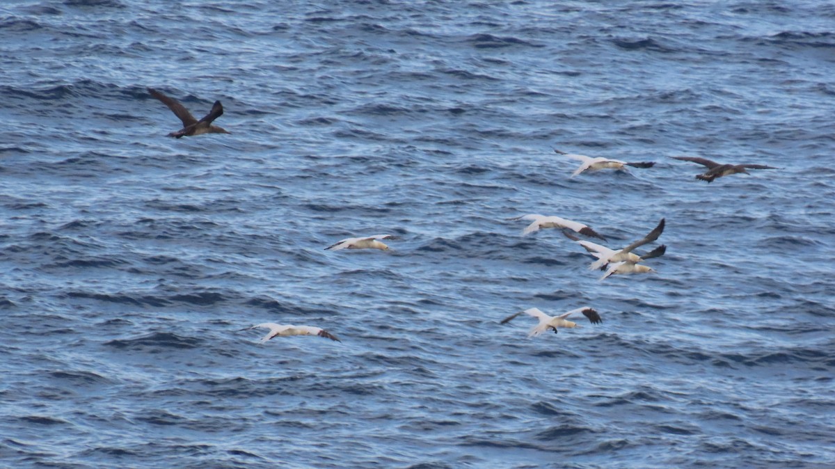Northern Gannet - ML645811947