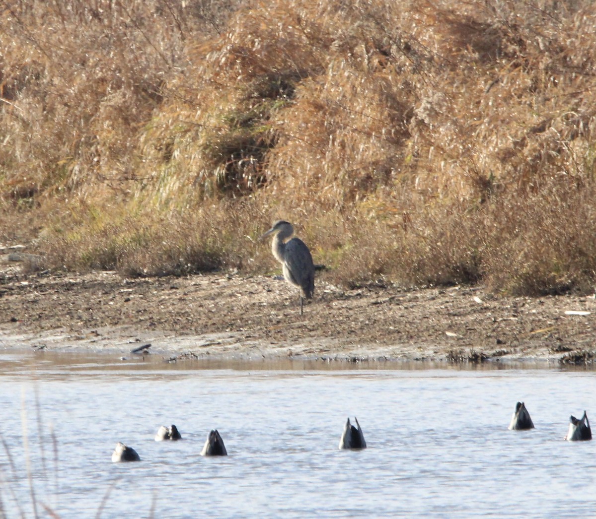 Great Blue Heron - ML645811948