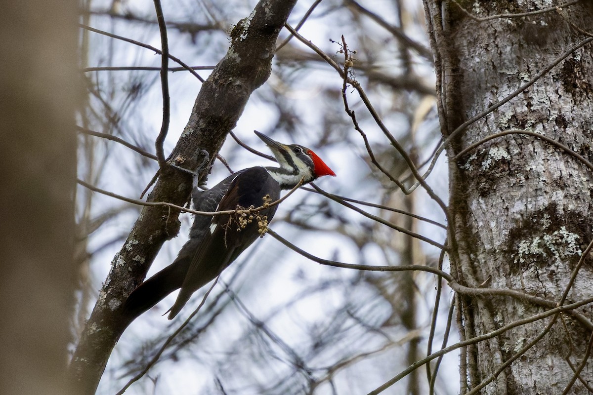 Жовна північна - ML645811949