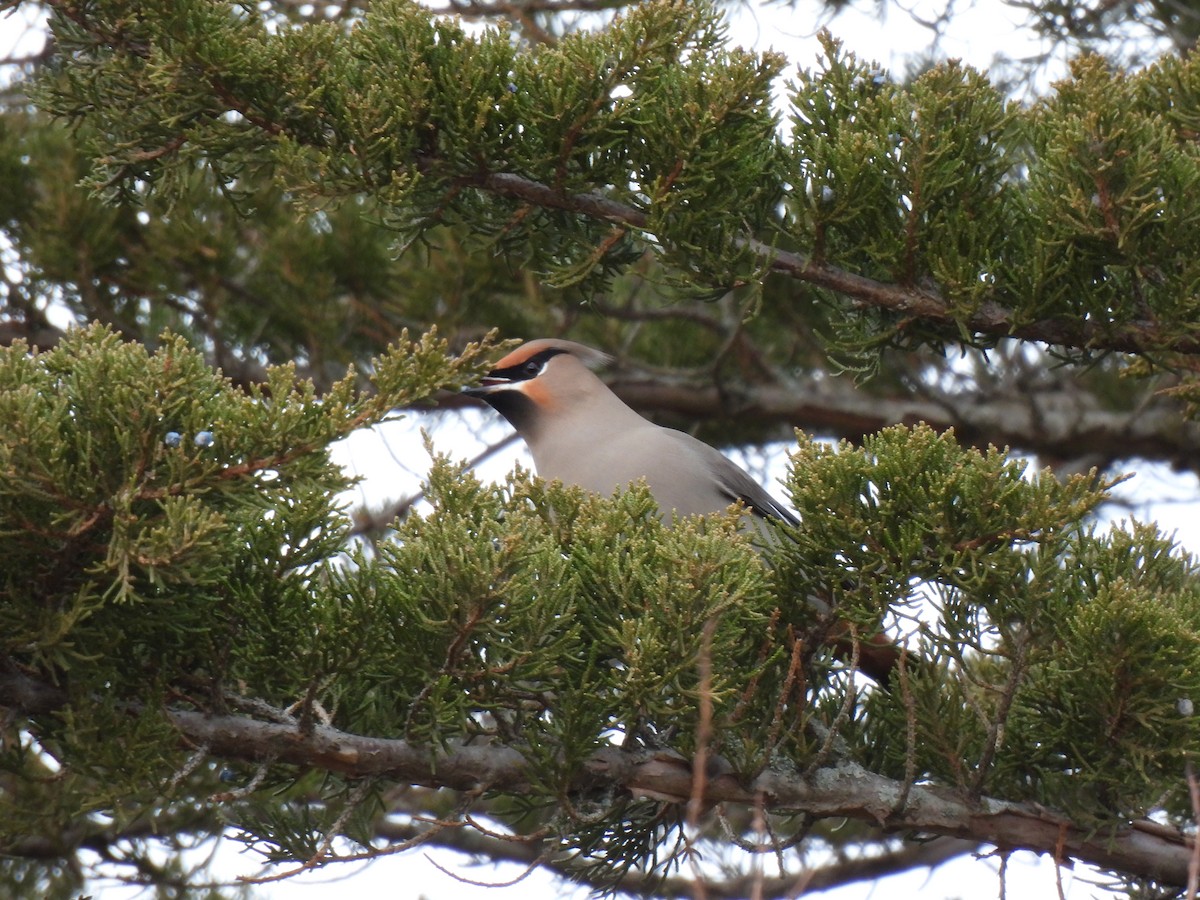 Bohemian Waxwing - ML645811956