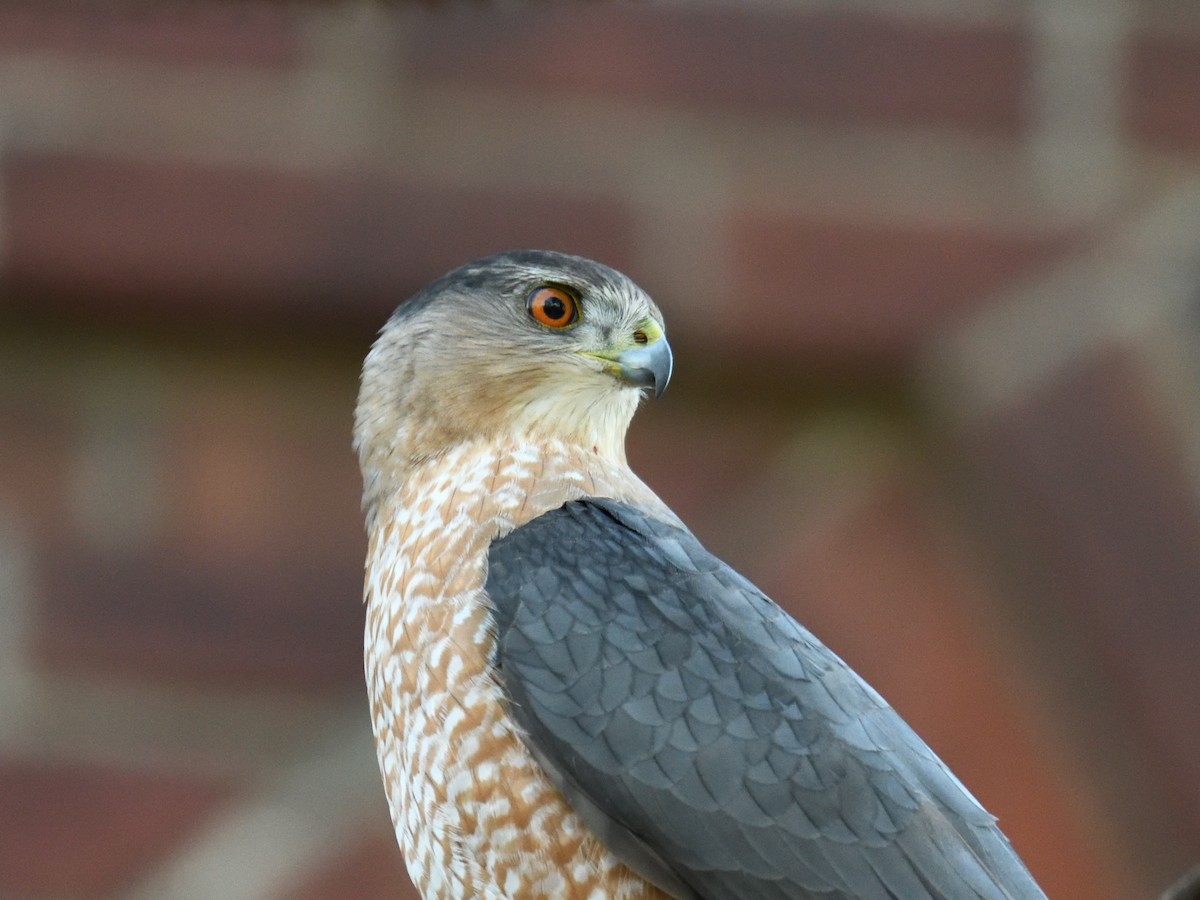Cooper's Hawk - ML645811958