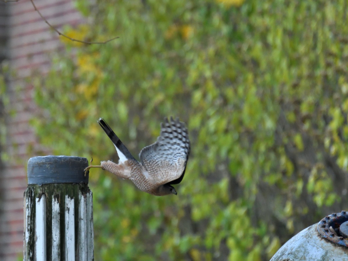 Cooper's Hawk - ML645811960