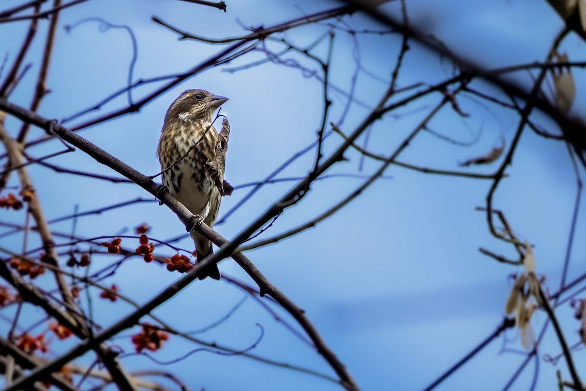 Purple Finch - ML645811962