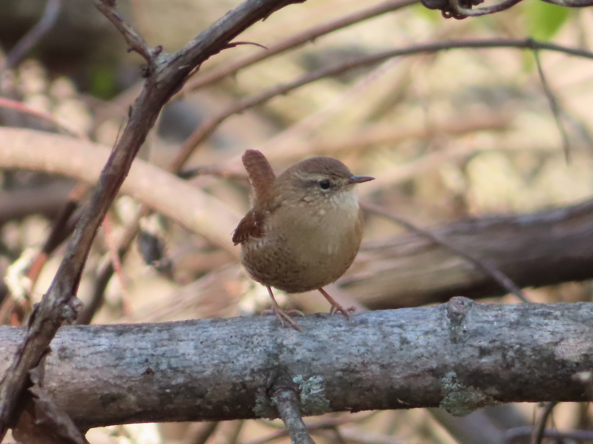Winter Wren - ML645811964