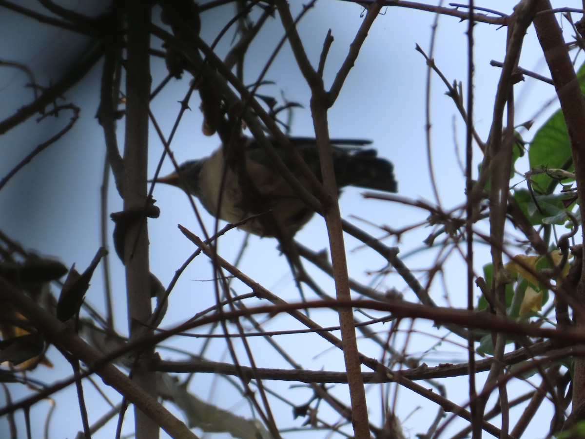 Rosy Starling - ML645811965