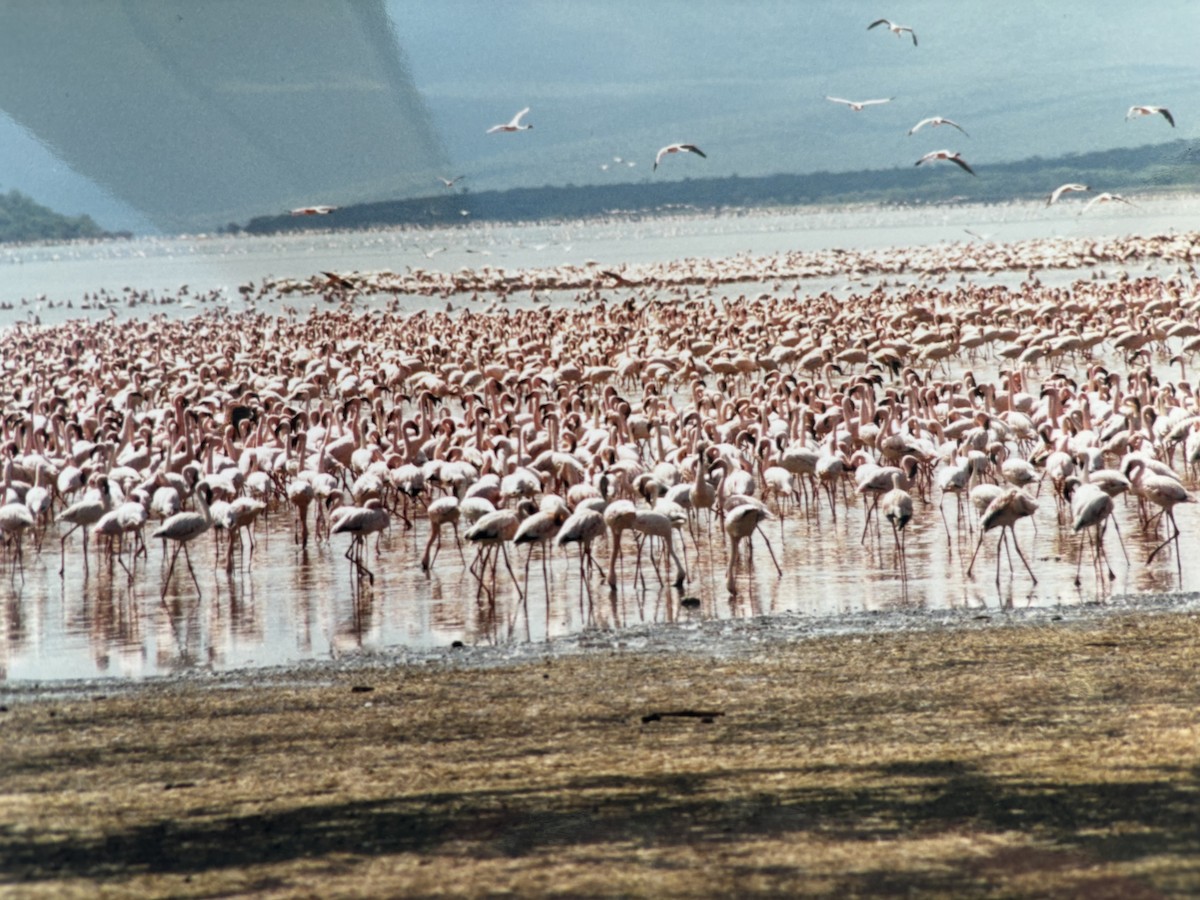 Lesser Flamingo - ML645811968