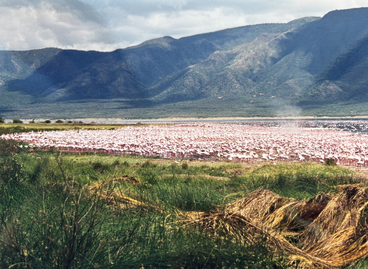 Lesser Flamingo - ML645811969