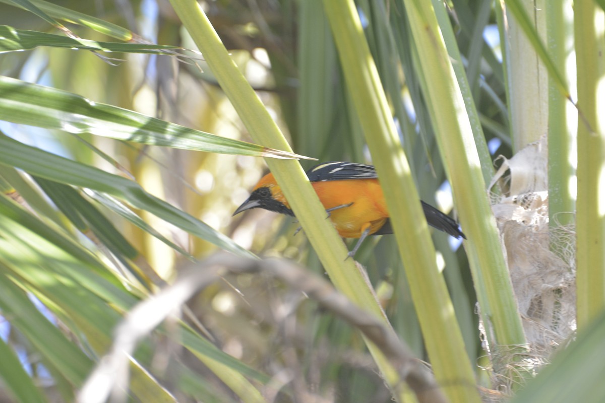 Hooded Oriole - ML645811971