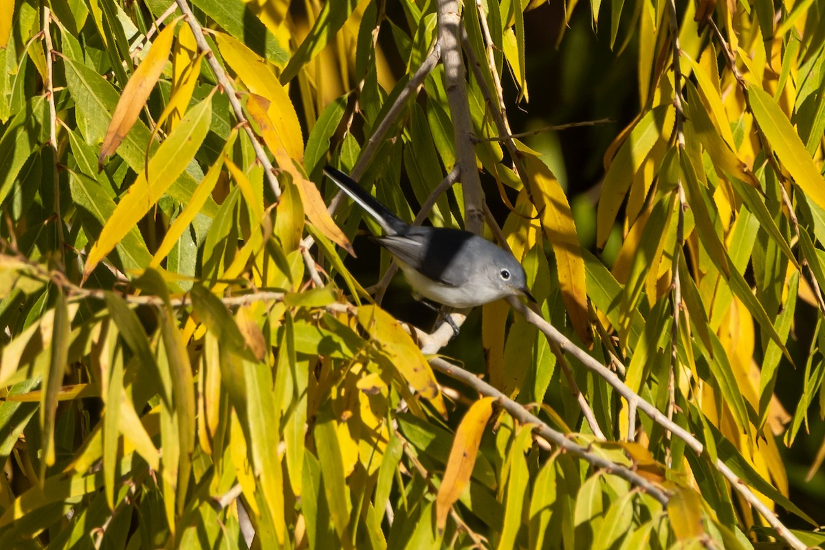 Blue-gray Gnatcatcher (Western) - ML645811974