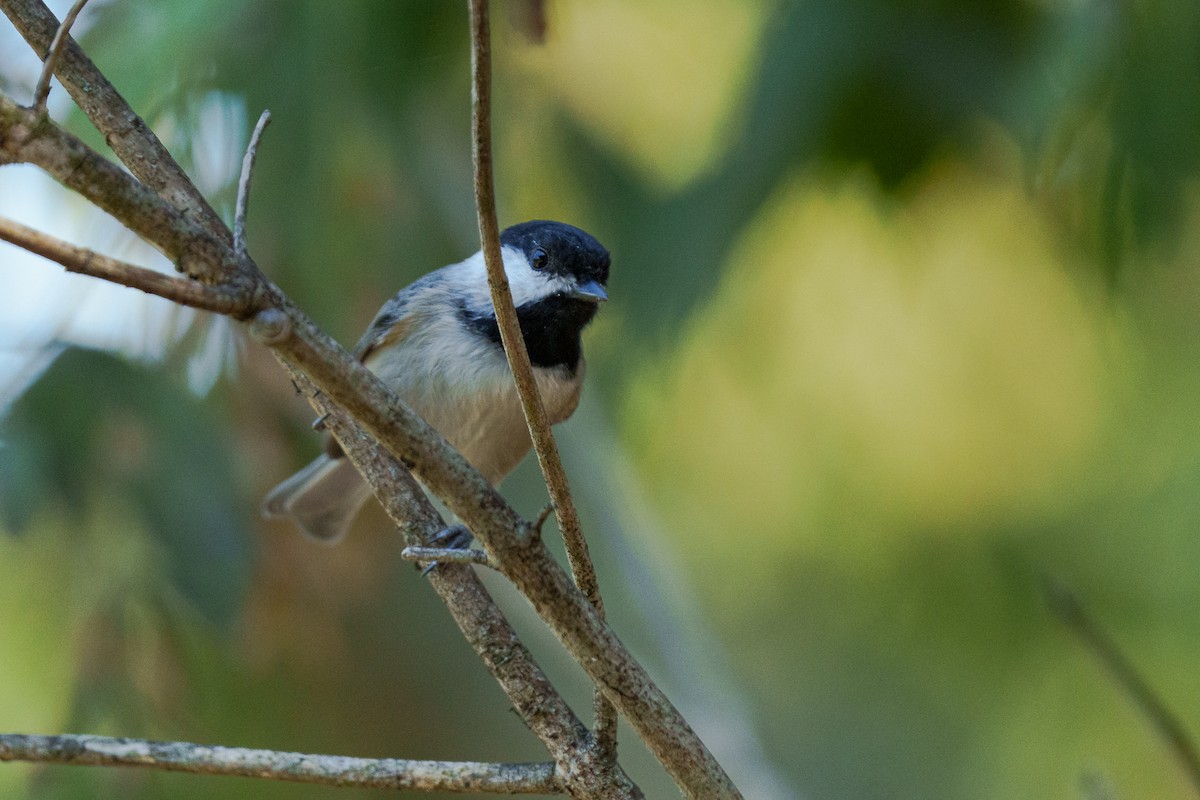 Carolina Chickadee - ML645811979