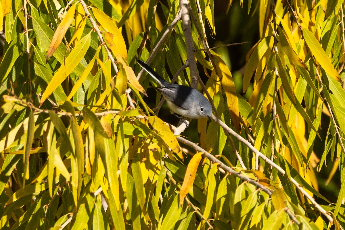 Blue-gray Gnatcatcher (Western) - ML645811980