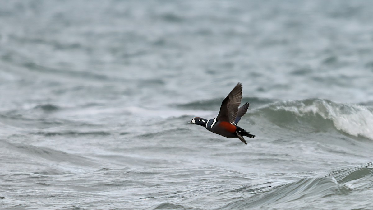 Harlequin Duck - ML645811983