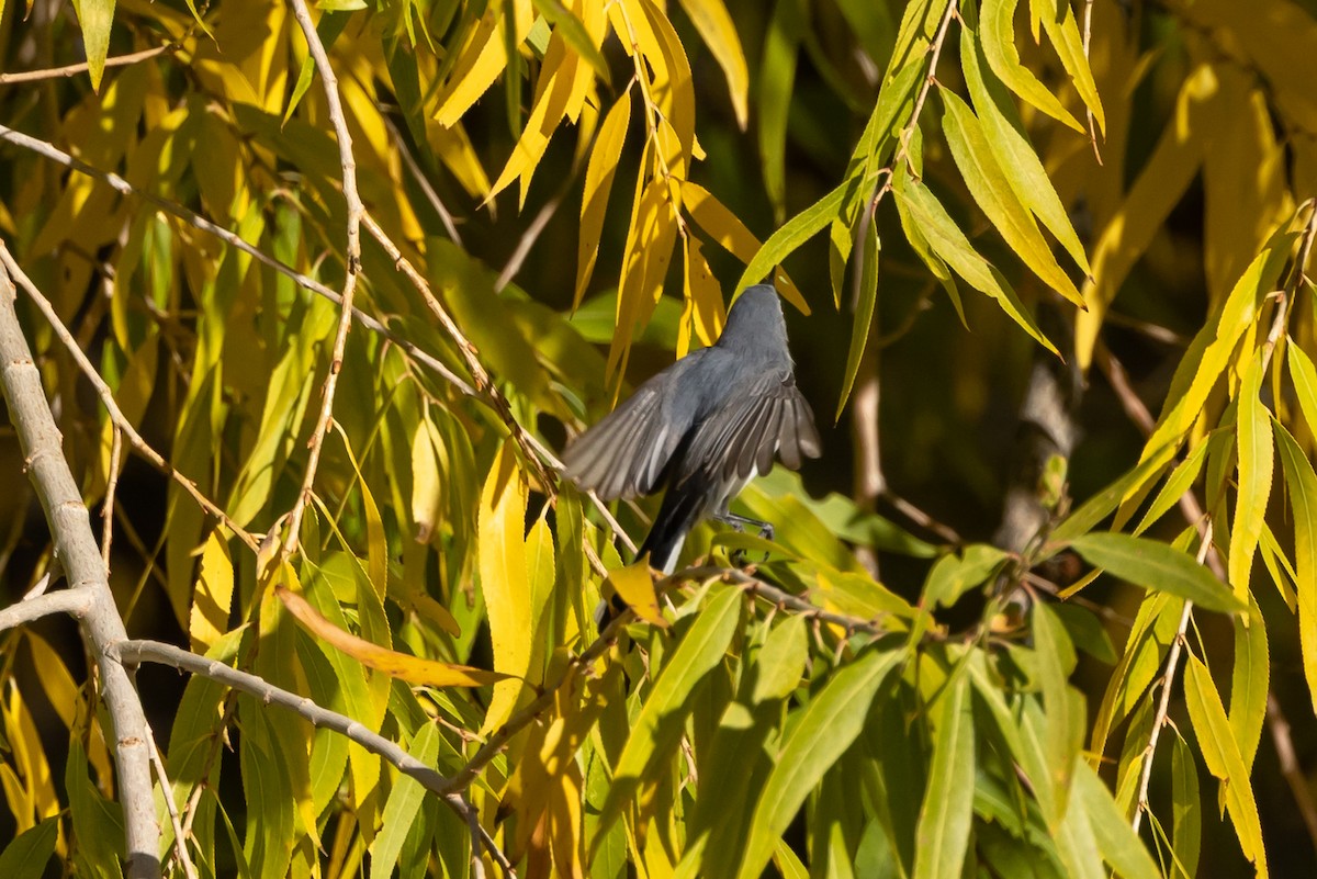 Blue-gray Gnatcatcher (Western) - ML645811987