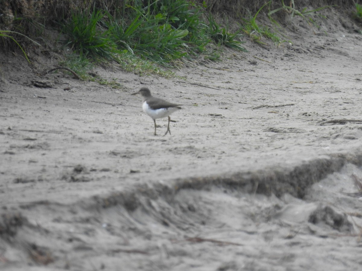 Benekli Düdükçün - ML645811989