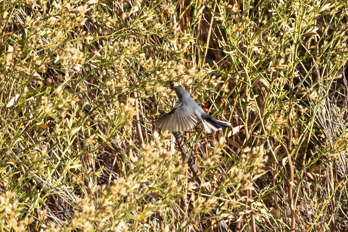 Blue-gray Gnatcatcher (Western) - ML645811996