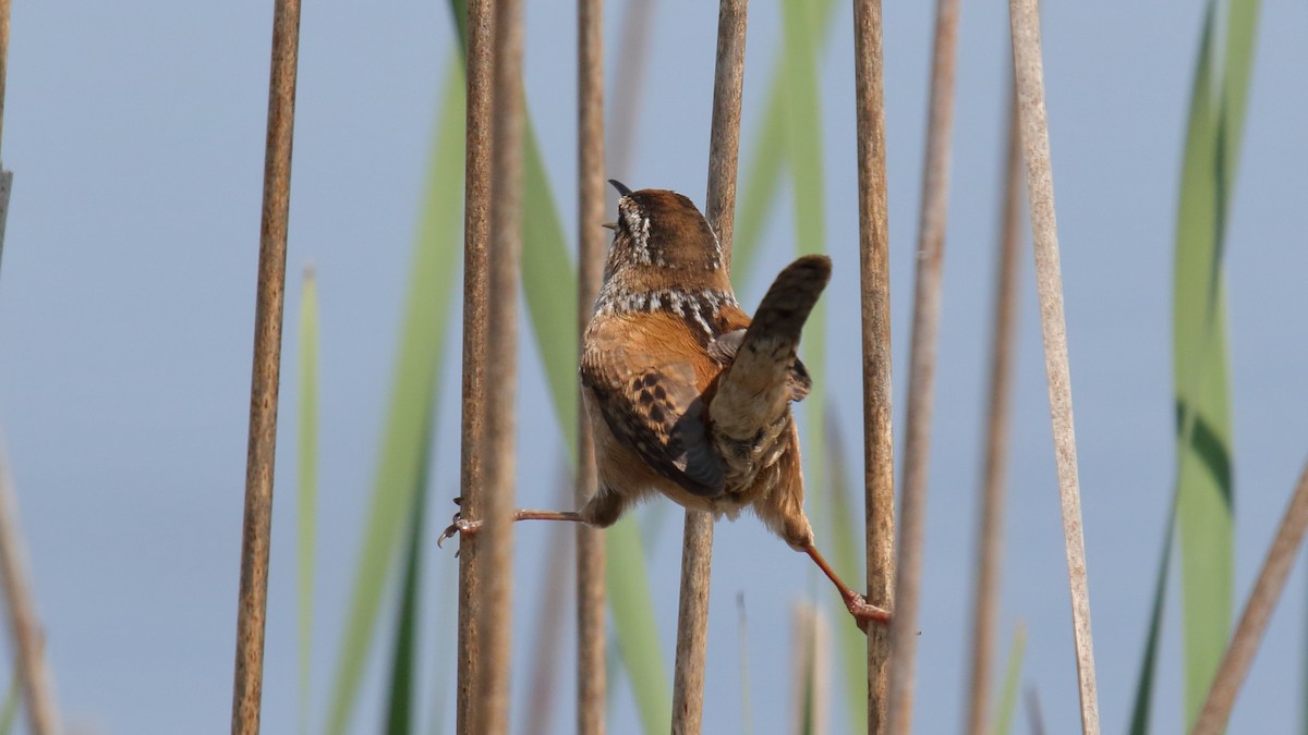 Marsh Wren - ML645812017