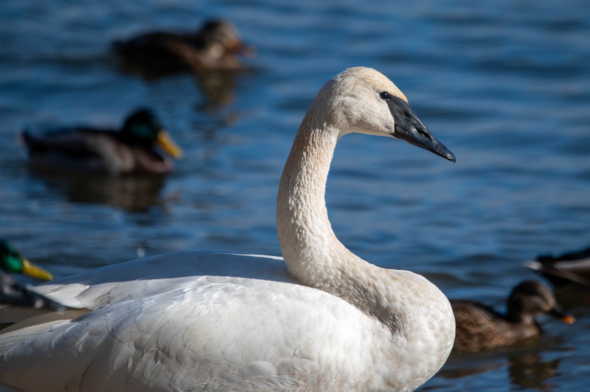 Trompeterschwan - ML645812018