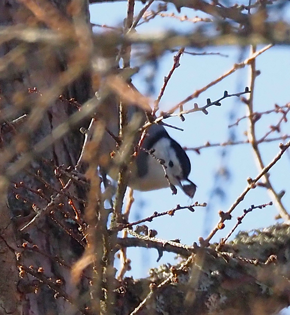 Sittelle à poitrine blanche - ML645812028