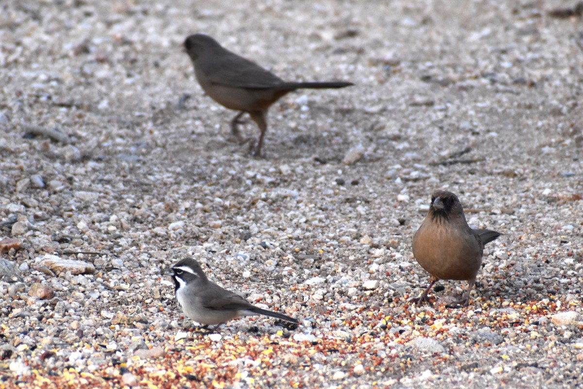 Black-throated Sparrow - ML645812030
