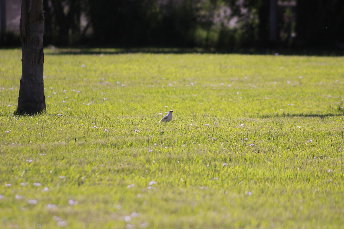 European Starling - ML645812064