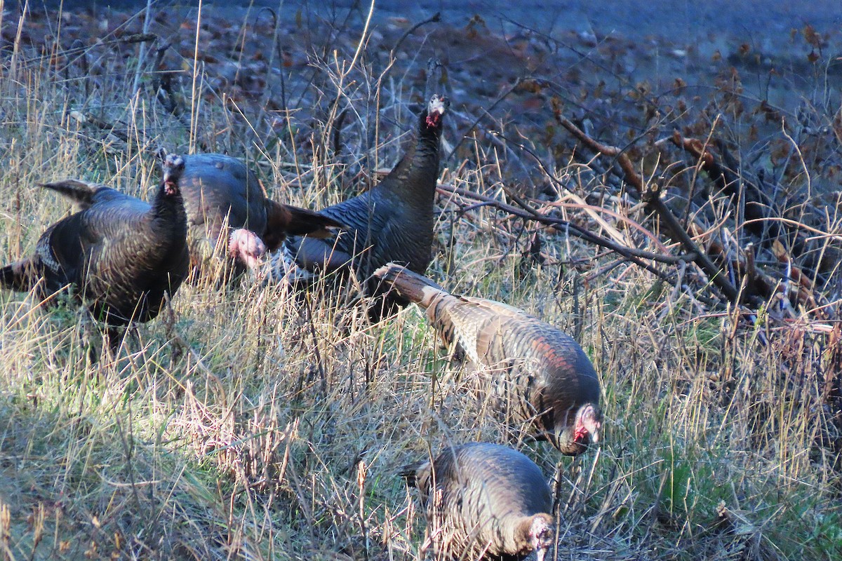 Wild Turkey - ML645812074