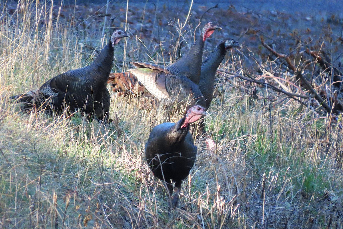 Wild Turkey - ML645812075