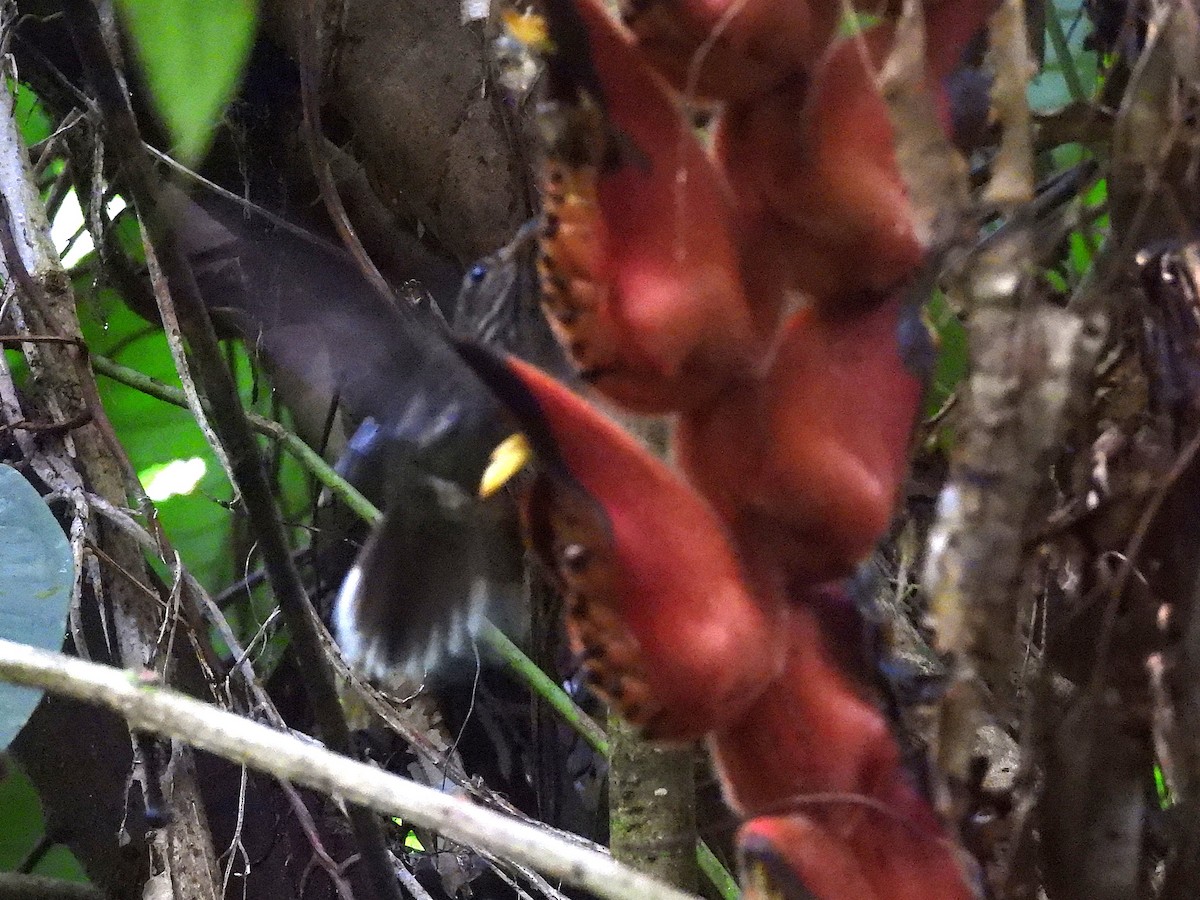 White-tipped Sicklebill - ML645812091
