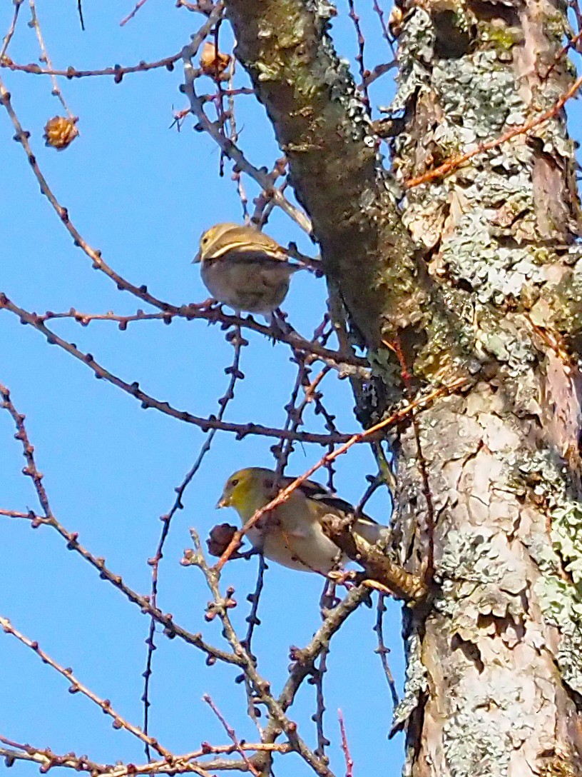 čížek žlutý - ML645812092