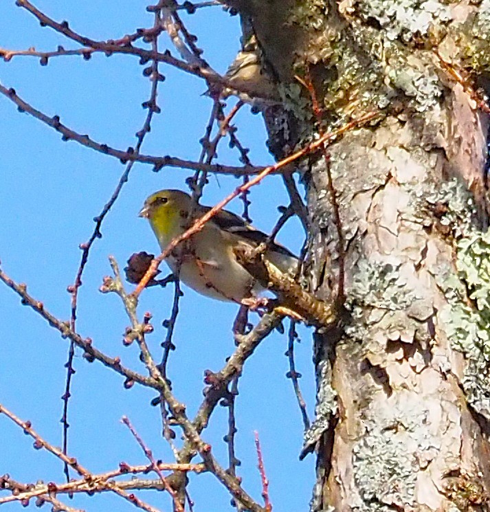 čížek žlutý - ML645812093