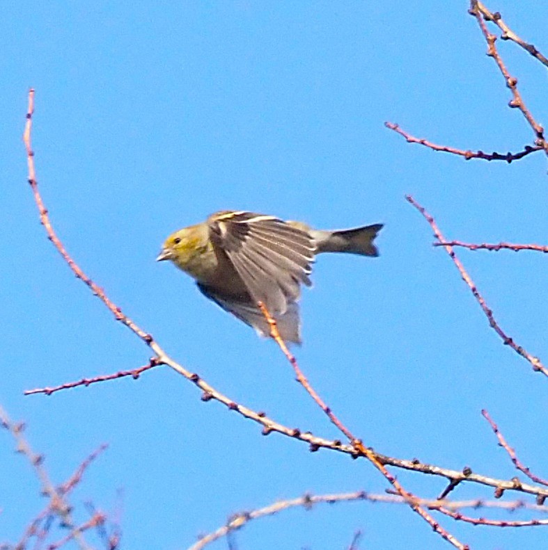 čížek žlutý - ML645812094